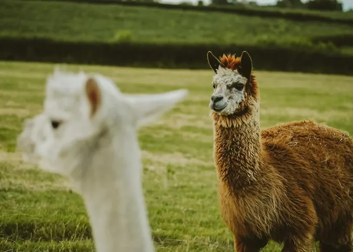 Holiday home The Cottage- Hopewell *