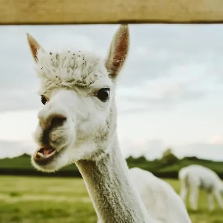 Nyaraló The Cottage- Hopewell Bristol