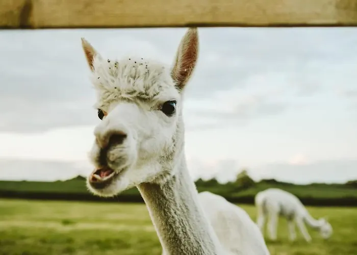 Nyaraló The Cottage- Hopewell Bristol